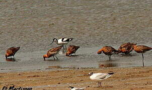 Black-tailed Godwit