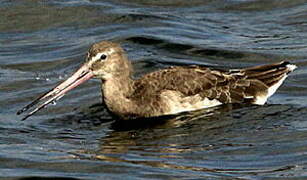 Black-tailed Godwit