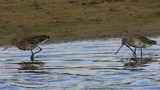 Black-tailed Godwit