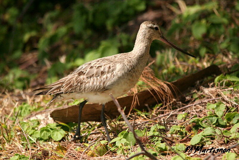 Barge rousse, identification