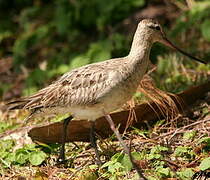 Bar-tailed Godwit