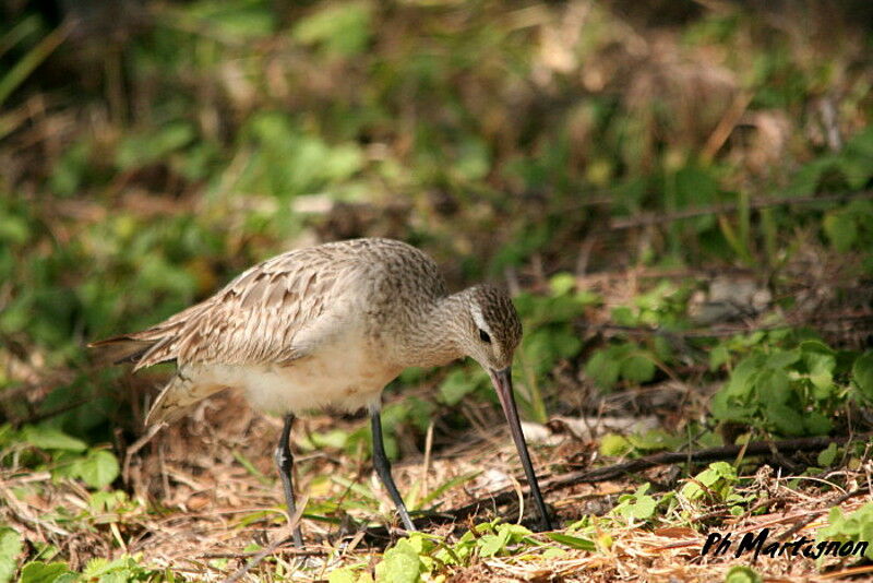 Bar-tailed Godwit