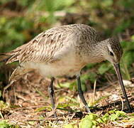 Bar-tailed Godwit