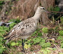 Bar-tailed Godwit