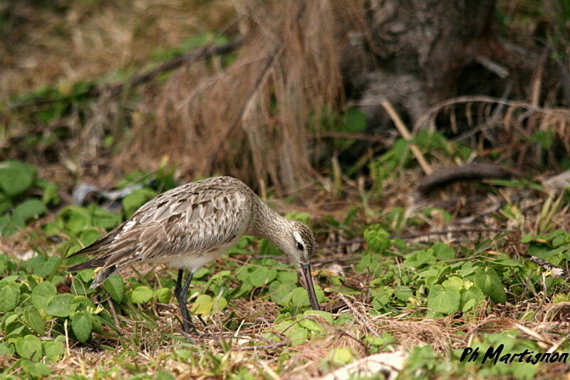 Bar-tailed Godwit