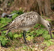 Bar-tailed Godwit