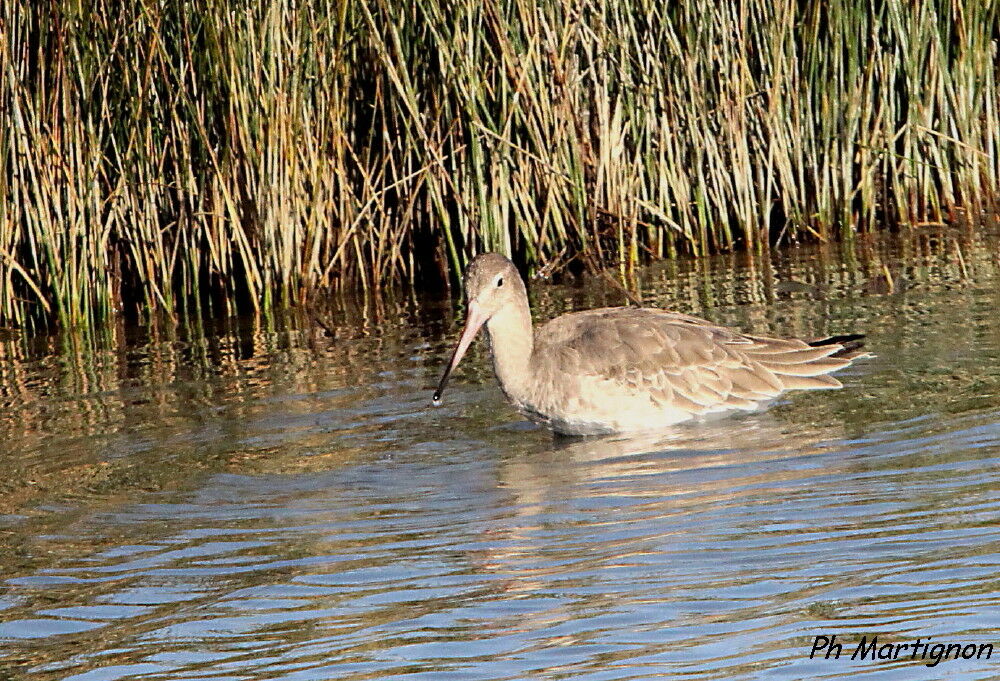 Barge rousse, identification