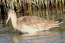 Bar-tailed Godwit