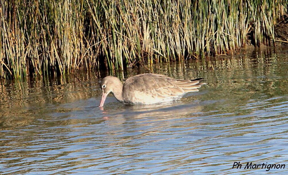 Bar-tailed Godwit, identification, eats