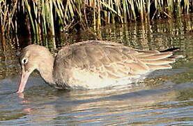 Barge rousse