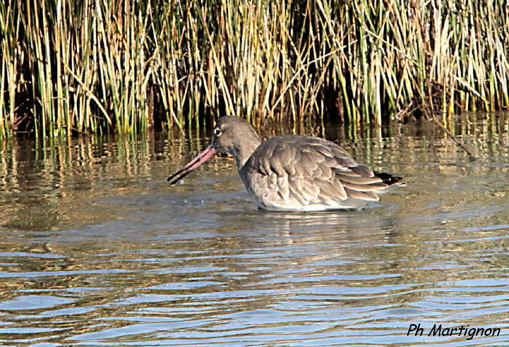 Barge rousse, identification