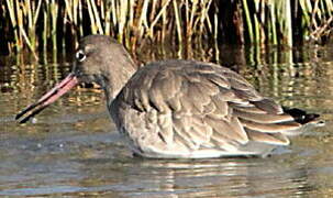 Bar-tailed Godwit