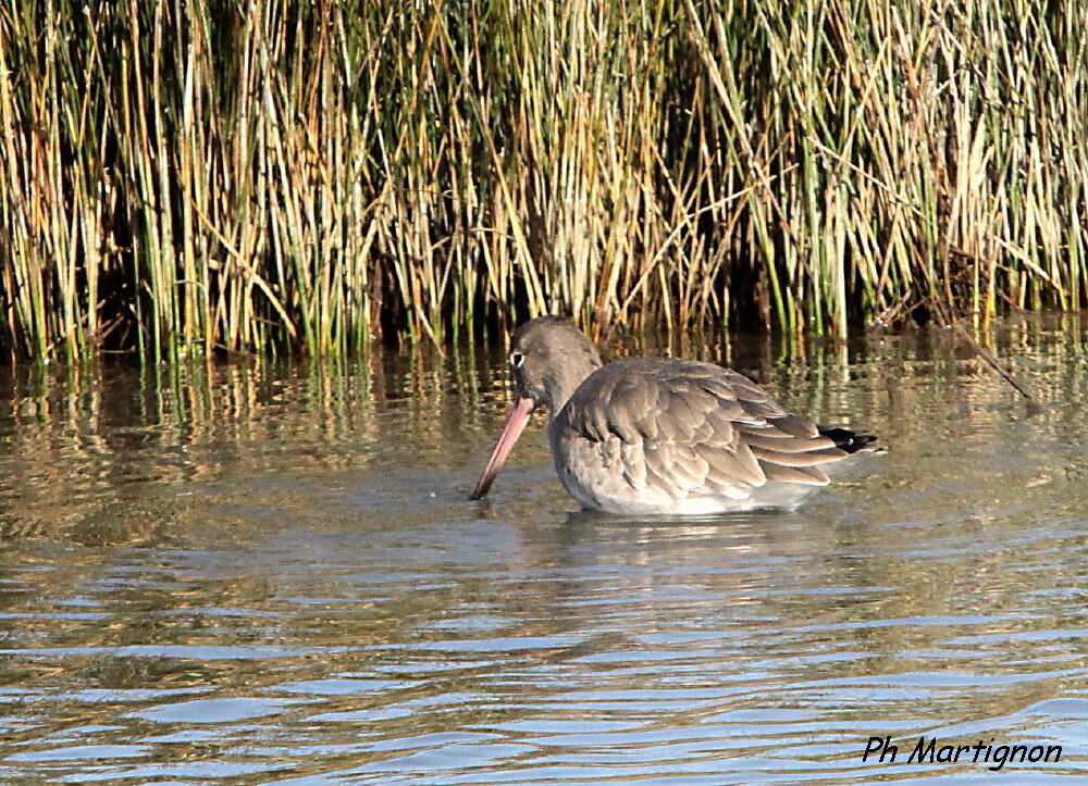 Barge rousse, identification, mange