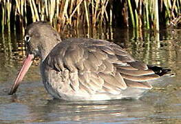 Bar-tailed Godwit