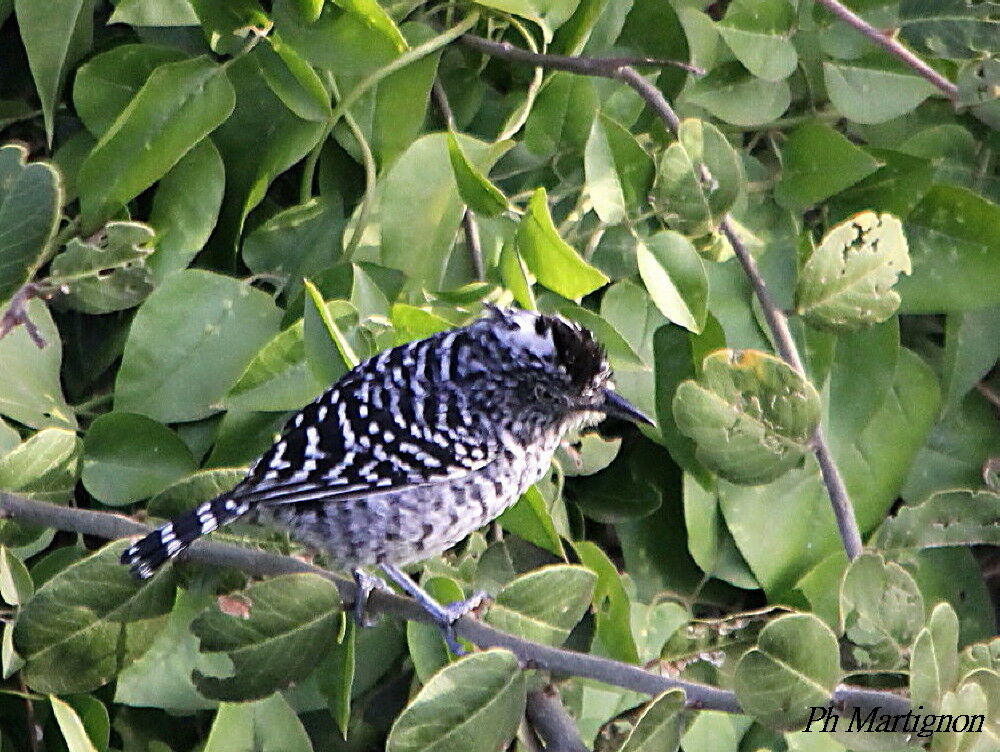 Batara rayé, identification