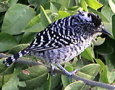 Barred Antshrike