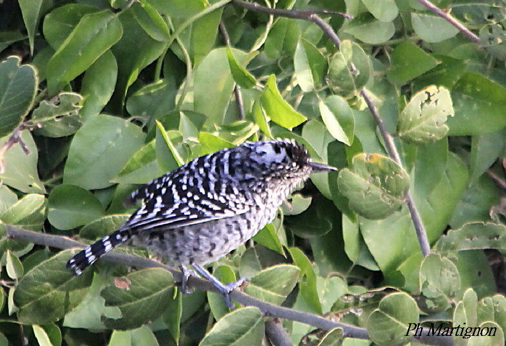 Batara rayé, identification