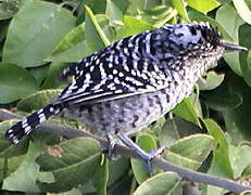 Barred Antshrike