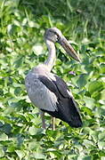 Asian Openbill