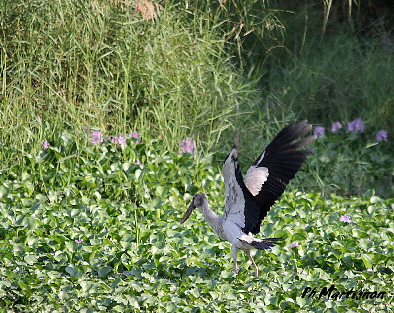 Asian Openbill