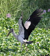 Asian Openbill