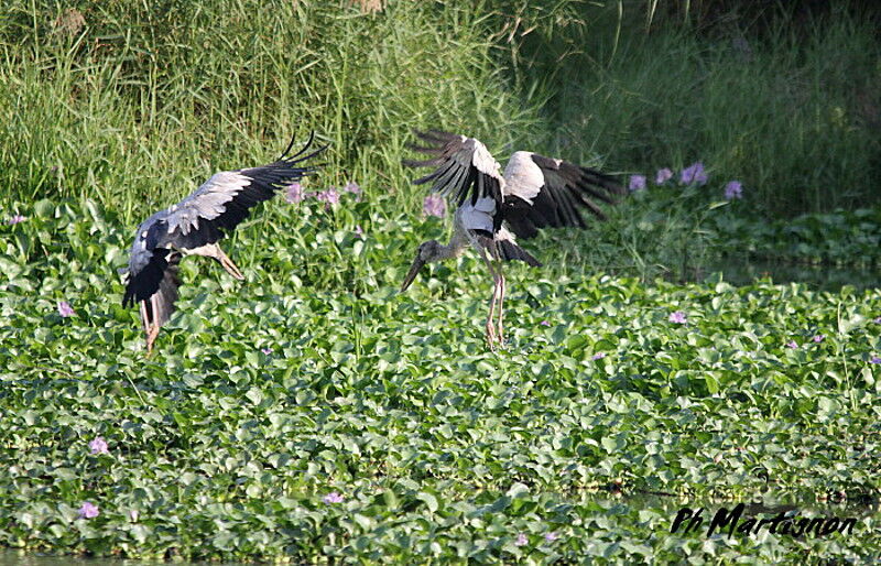 Asian Openbill