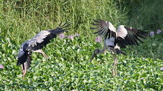 Asian Openbill