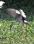 Asian Openbill