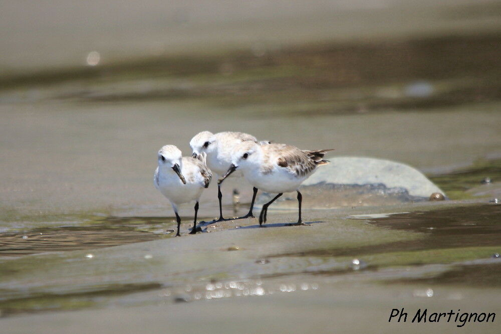 Bécasseau sanderling