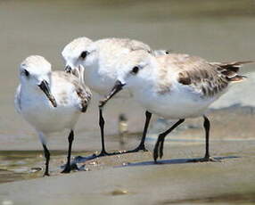 Bécasseau sanderling