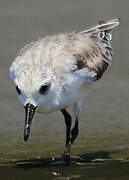 Bécasseau sanderling