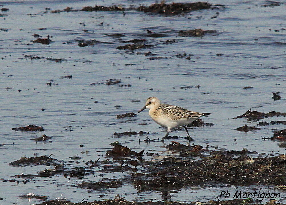 Sanderling, identification