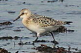 Bécasseau sanderling