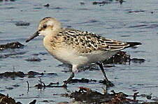 Bécasseau sanderling