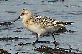 Sanderling