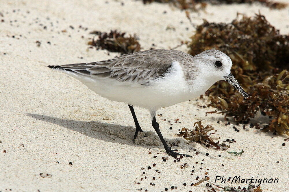 Sanderling, identification