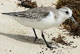 Bécasseau sanderling