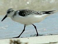 Bécasseau sanderling