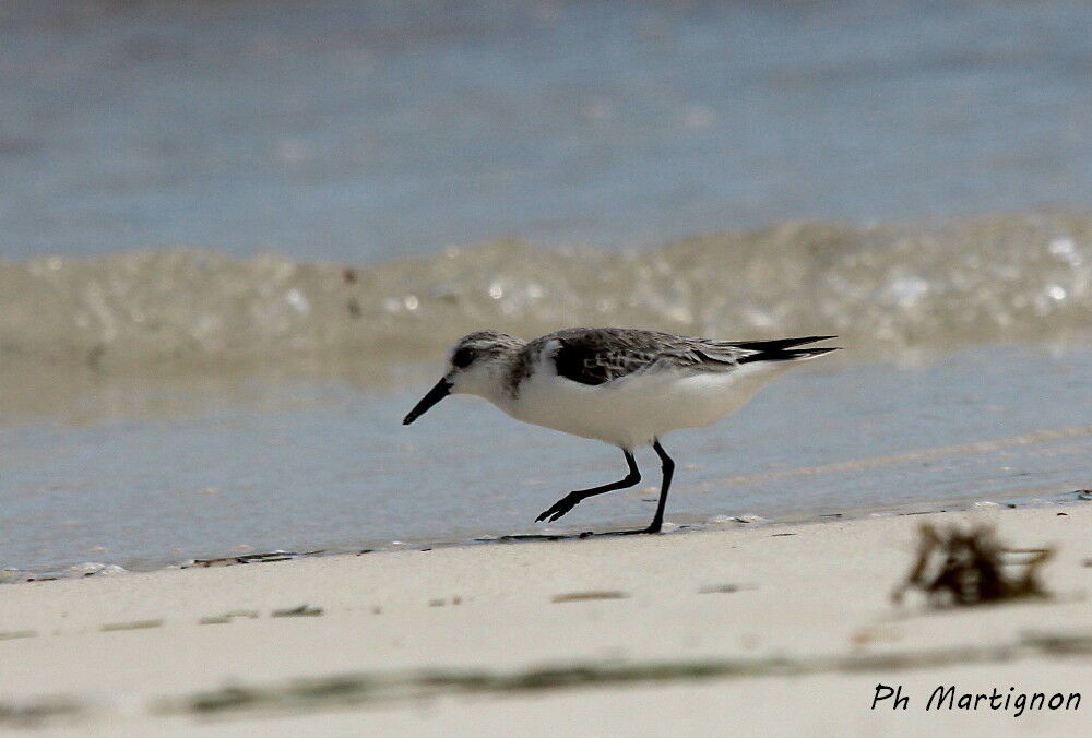 Bécasseau sanderling, identification