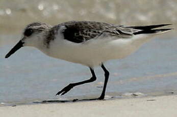 Bécasseau sanderling