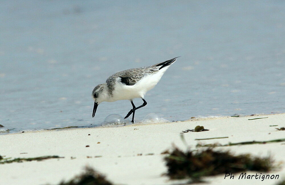 Bécasseau sanderling, identification