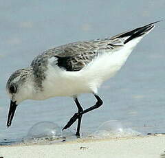 Bécasseau sanderling