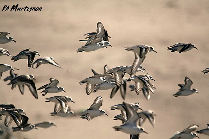 Sanderling, Flight