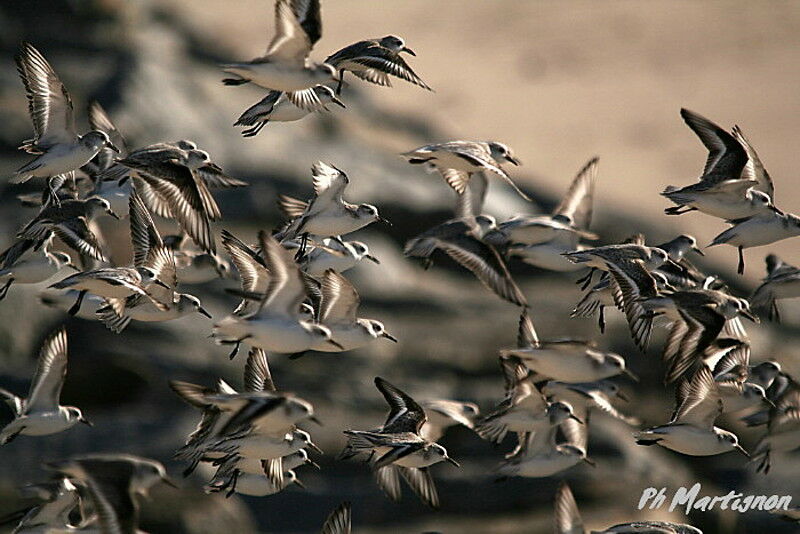 Bécasseau sanderling, Vol