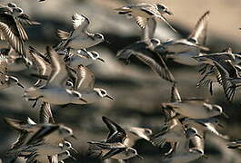 Bécasseau sanderling