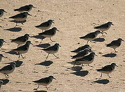 Sanderling