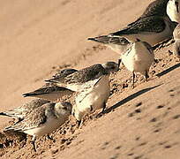 Bécasseau sanderling