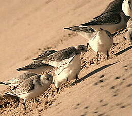 Bécasseau sanderling