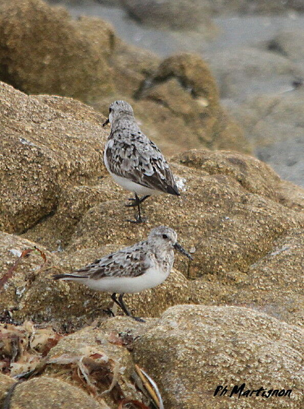 Bécasseau sanderling