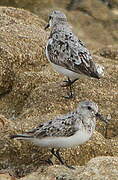 Bécasseau sanderling